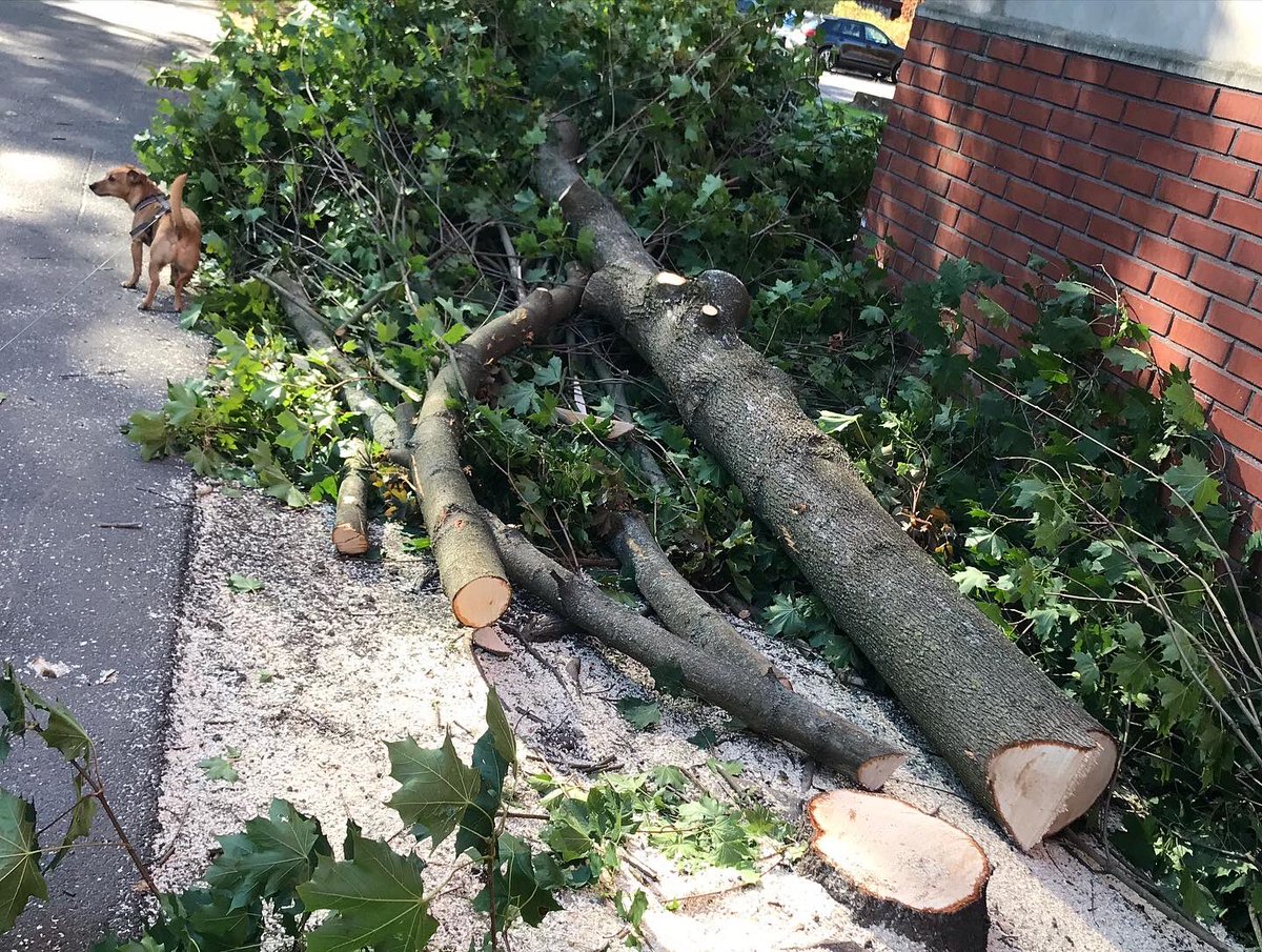 katri_kallio's tweet photo. Tämä näky saa minun surulliseksi… Upeat riippakoivut ja vaahterat kaadettu ilmeisesti tulevien remonttien ja uuden talon työmaan alta. Viimeisestä kuvassa näette kuinka kaunista tässä kohtaa oli keväällä. Ensimmäiset hiirenkorvat ja vesova nurmi. 💚😢 #lauttasaari #puusto #suru https://t.co/JZkWJv8YGy