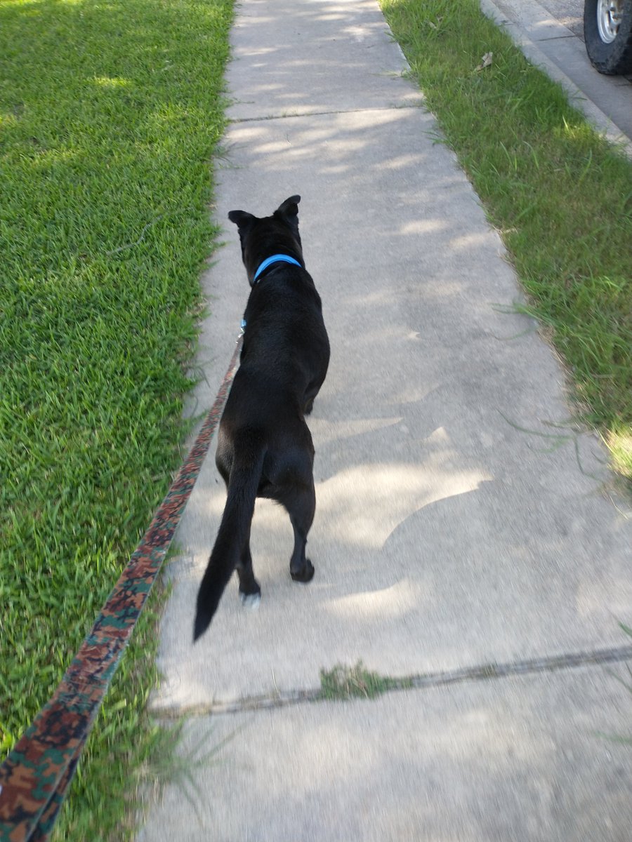 wilcopets's tweet photo. #FosterFeature 🐶 Tyson got to spend some time in a foster home, and here's some shots from his time there. We hear he's very camera shy!

Would you like to meet this super sweet senior? Send an email 📩 to adoption@wilco.org to schedule an appointment! https://t.co/qVNAZNnTcM