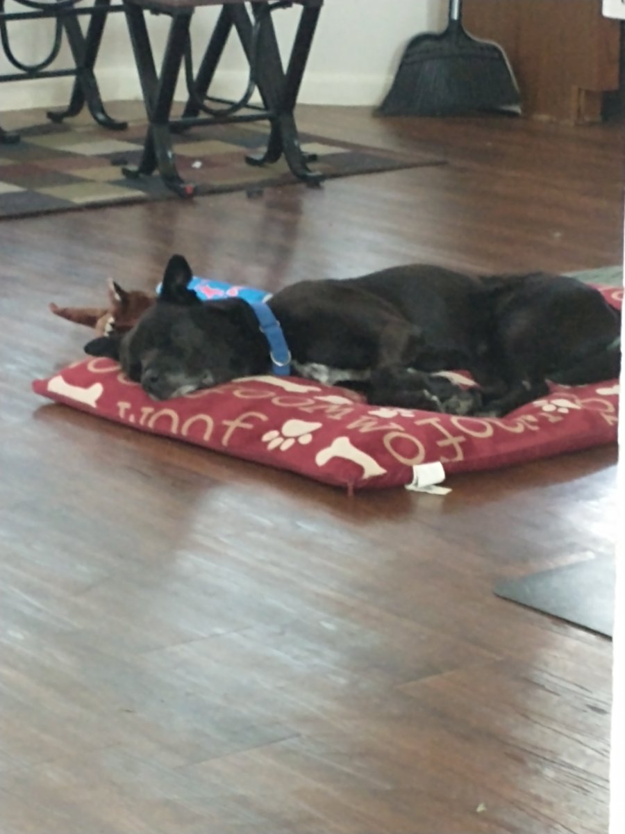 wilcopets's tweet photo. #FosterFeature 🐶 Tyson got to spend some time in a foster home, and here's some shots from his time there. We hear he's very camera shy!

Would you like to meet this super sweet senior? Send an email 📩 to adoption@wilco.org to schedule an appointment! https://t.co/qVNAZNnTcM