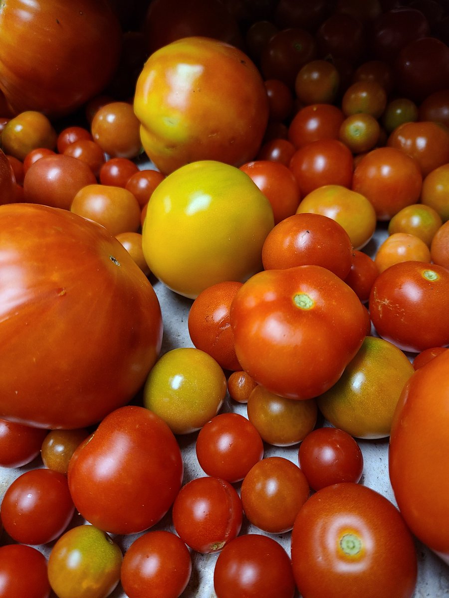 Did you know that here at #grainhousenj we have our own garden!! We grow lots of different #veggies that we feature in some of our delicious dishes. Come check it out! #fresh #garden #growyourown
#jerseyfresh #organic #sustainable 
#HealthyLiving <a href="/VeggieTales/">VeggieTales</a> <a href="/ShootGardening/">Shoot</a>