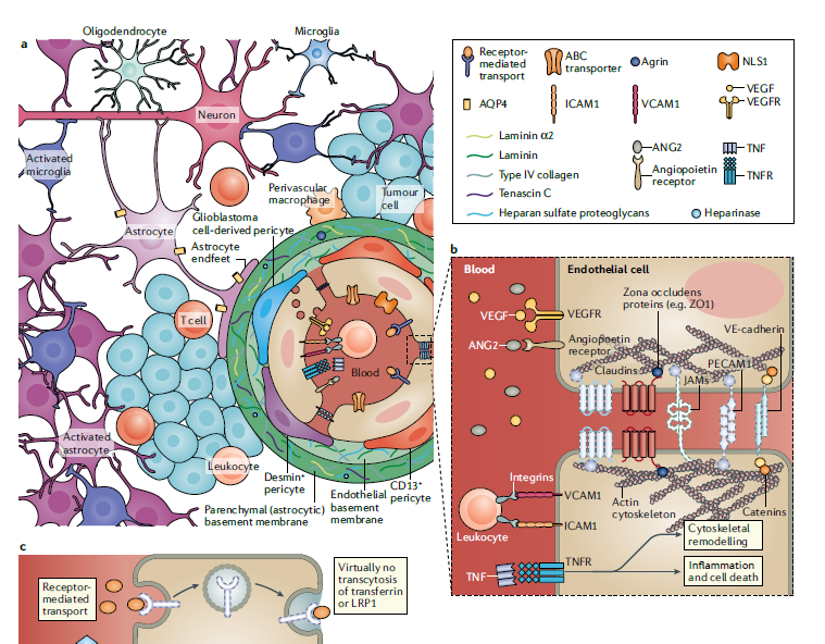 jsoriamd's tweet photo. Understanding the blood-tumor barrier is key  to develop optimal new therapeutic approaches in #cancer. This review provides current knowledge of BTB structure &amp; function with a focus on how this knowledge can be translated into clinical advances 
https://t.co/LjxB3U4Zkr https://t.co/1R1Y1gSjoE