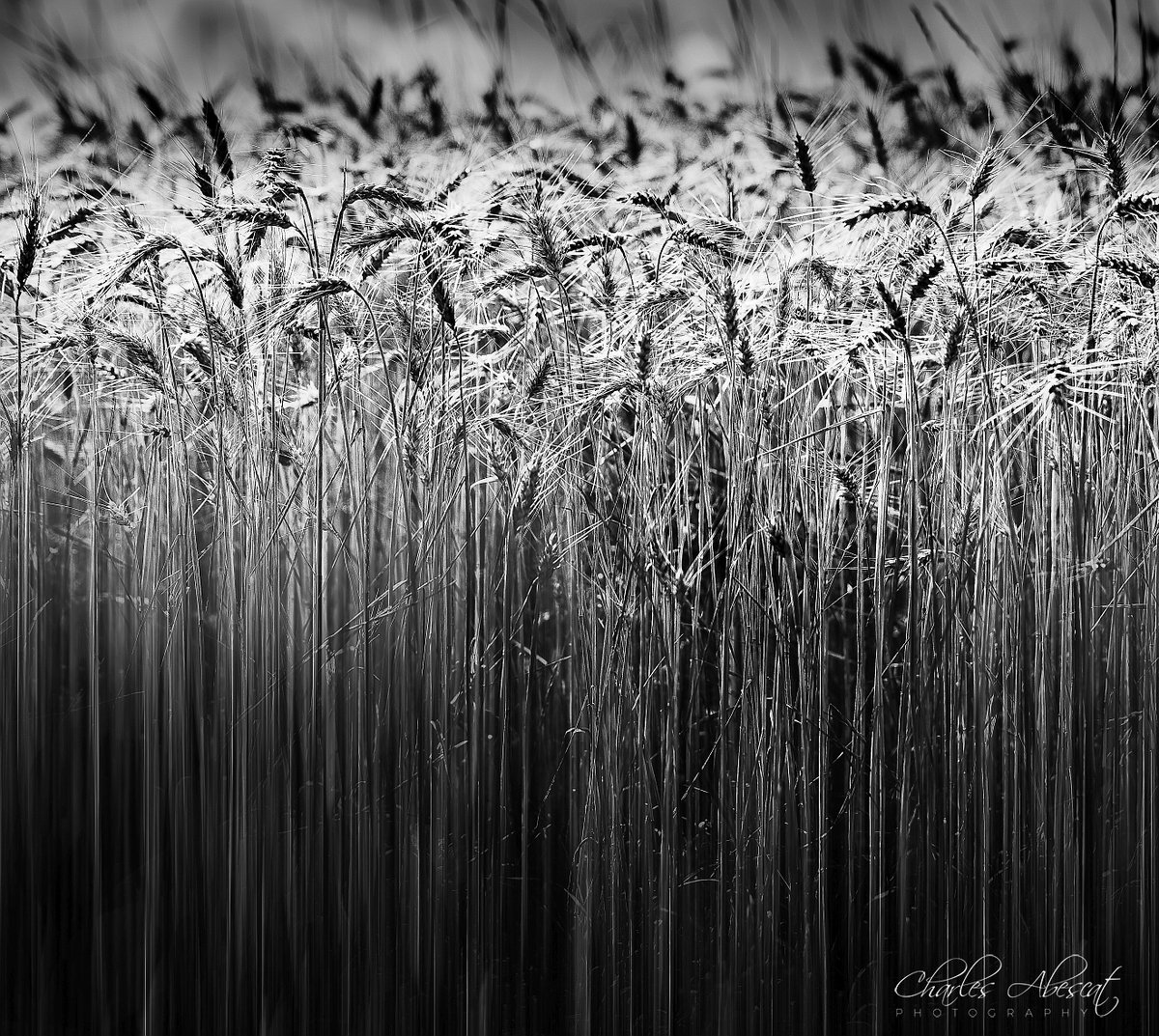 CAPhotographie's tweet photo. Le Blé

#photography #PhotoOfTheDay #bnwphotography #blackandwhitephotography #blackandwhite #bnw_captures #NaturePhotography #nature #culture #agricultural https://t.co/yUPJWB8LL1