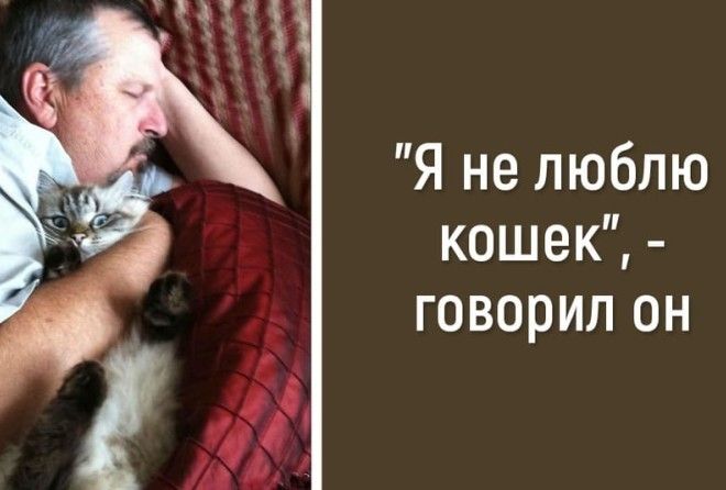 коты высказывания. люди которые не любят кошек. люди которые не любят кошек. черная футболка с надписью cat. бойся людей которые не любят кошек.