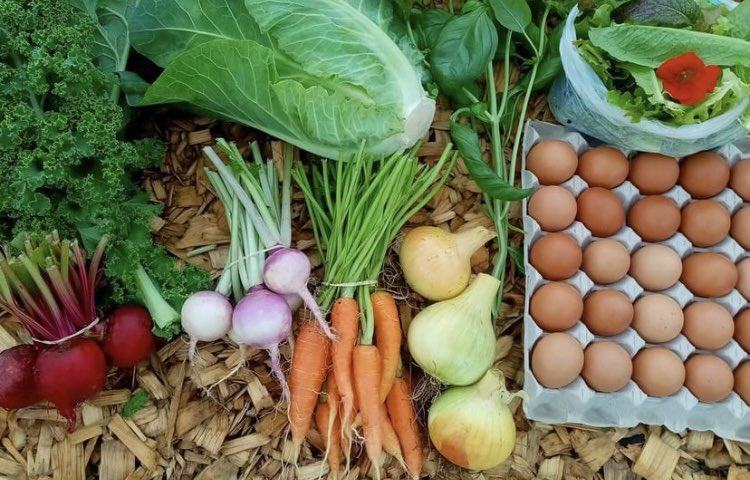 pippa_hackett's tweet photo. During our staycation in #Sligo, we’ve tried to eat out in places that support local food producers, and we had the opportunity to visit a couple of wonderful farmers in Sligo practicing regenerative farming. #LocalFoodProducers #LocalFood https://t.co/N4DKMQFjE7