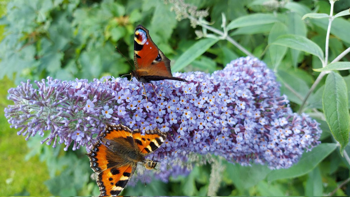 TawnylustLodge's tweet photo. Busy Buddlea with Bees & Butterflies! Alliteration & wildlife in Rossinver #Leitrim last eve!
#pollinators
#enjoyleitrim #Butterflies #bees #irelandshiddenheartlands #tawnylustlodge #buddlea #wildlife https://t.co/JljYiAhNaw