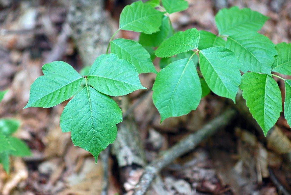 raleighparks's tweet photo. We'll reveal the correct answer later today! ⏰Enjoying this nature ID trivia? Join us at Durant Nature Preserve today, Friday, August 20 for more fun nature ID! Learn more: https://t.co/oXCRZhSS2n #RaleighParks #FindItFridaysTrivia #NatureID https://t.co/up8E06OVtg