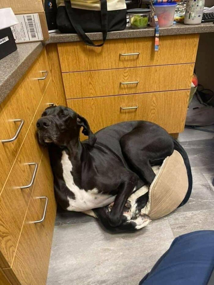 DiloConPerritos's tweet photo. Viernes pero a qué costo… https://t.co/rQM1WgP7Vt