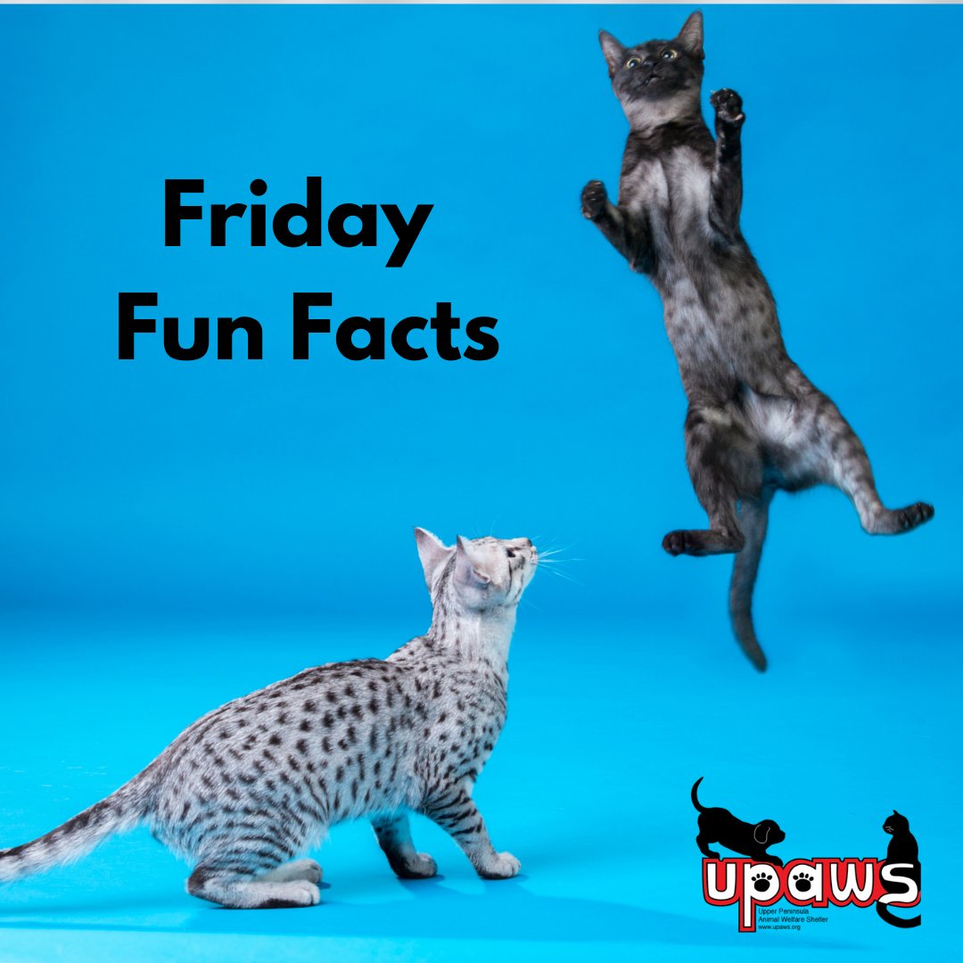 UPAWS1's tweet photo. Friday Fun Facts
A cat can jump up to five times its own height in a single bound. WOW! #FridayFunFacts #CatsRCool #upaws https://t.co/VSorBdz5ix