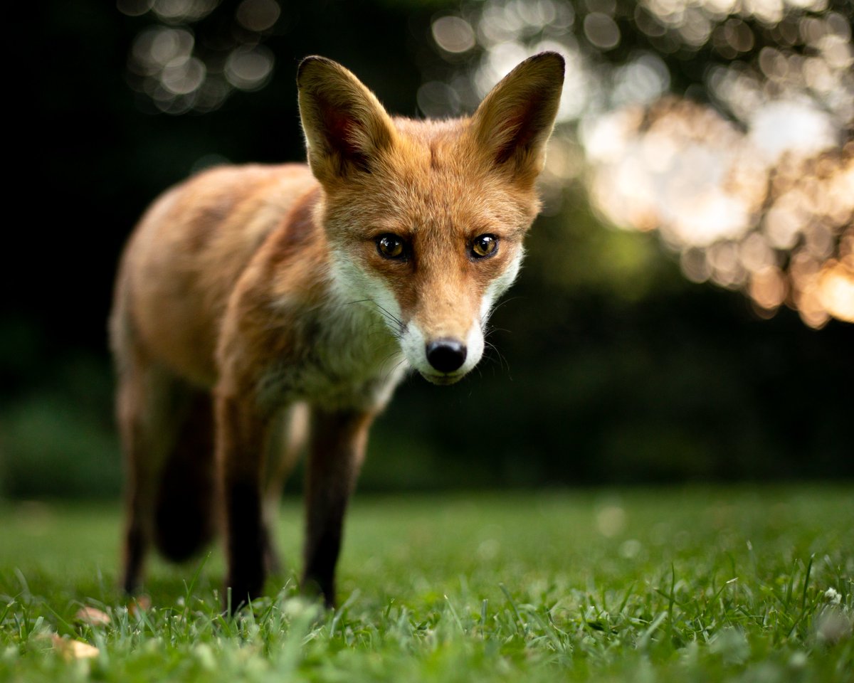 MattGould22's tweet photo. Is it wrong to use food to get good footage and photos?

A question I find myself pondering more and more. So I decided to create this video and open it up to other opinions and perspectives.

https://t.co/7dy8VFtVvf

#fox #animallovers #cute #wildlifephotography #nature https://t.co/xERhxyi3AG
