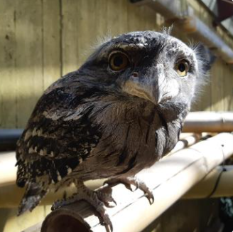 TheTorontoZoo's tweet photo. We are saddened to share the passing of two long-standing members of our Zoo family – Makepeace and Katani. 💚 Both of these birds will be very missed. Read about them here: https://t.co/XXpy06oCEw https://t.co/cl5xyhAfgD