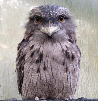 TheTorontoZoo's tweet photo. We are saddened to share the passing of two long-standing members of our Zoo family – Makepeace and Katani. 💚 Both of these birds will be very missed. Read about them here: https://t.co/XXpy06oCEw https://t.co/cl5xyhAfgD