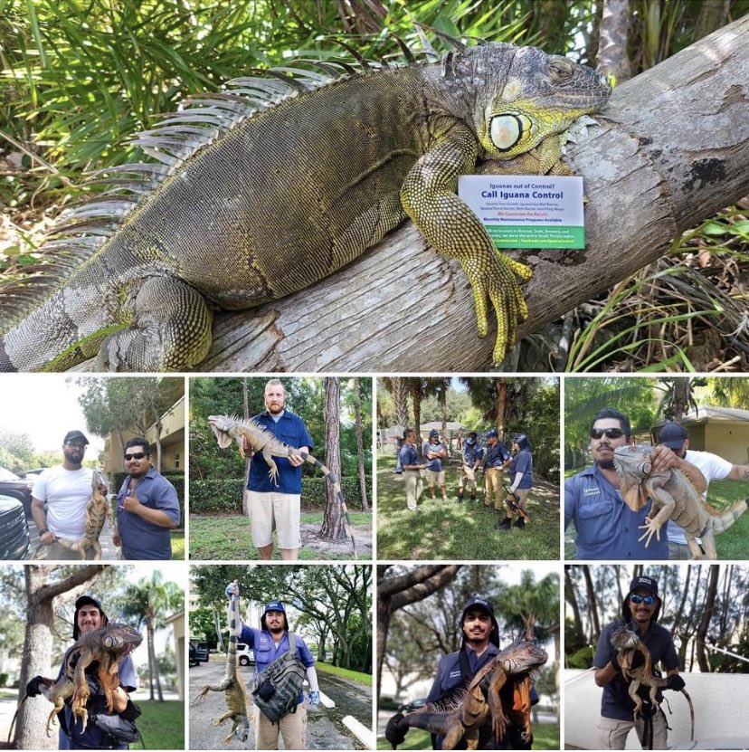 IguanaControl's tweet photo. Iguana Control is here at your service! Do you have any Iguana Problem?
Call us for help at 855-525-5656
#iguanaflorida #greeniguana #iguanaproblem #iguanawild #iguanacontrol #coralspring #miami #southflorida #westpalmbeach https://t.co/jssJ8NSGe2