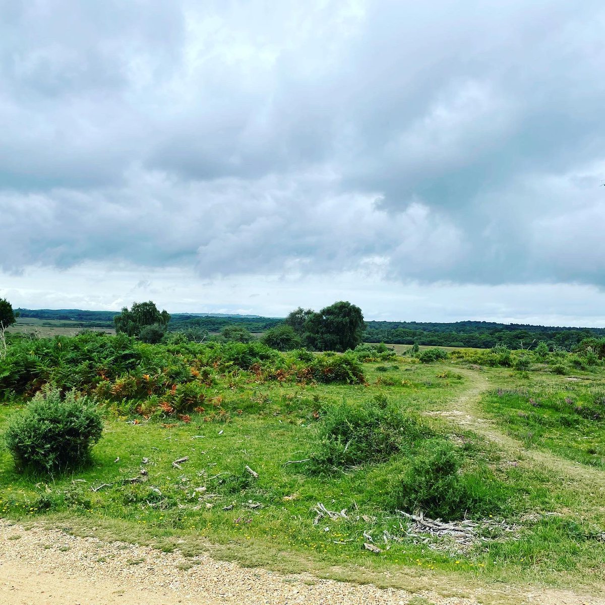 chiligirl's tweet photo. Our New Forest views whilst out geocaching today!!! https://t.co/N3H35ke6Gr