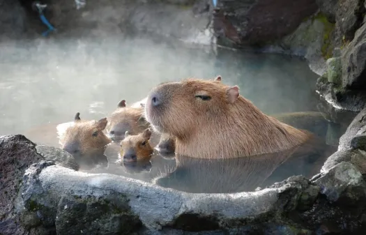¡En Japón amamos a los carpinchos! 🥰Estos hermosos roedores que están siendo tendencia son muy queridos en todas las regiones y hasta tienen su propio anime y se bañan en los onsen (aguas termales). Te contamos algunas curiosidades de su vida en 🇯🇵 👇