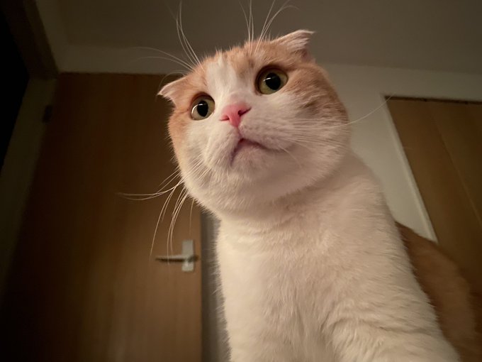 ワクチンの副反応で辛い時には猫 あればあるだけ良い ツイ民共感 必要ですよ 猫の温もりでしのぎました まいどなニュース