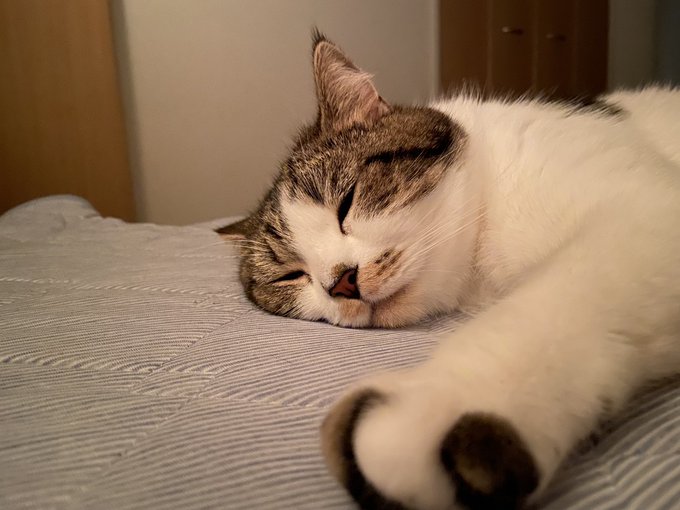 ワクチンの副反応で辛い時には猫 あればあるだけ良い ツイ民共感 必要ですよ 猫の温もりでしのぎました まいどなニュース