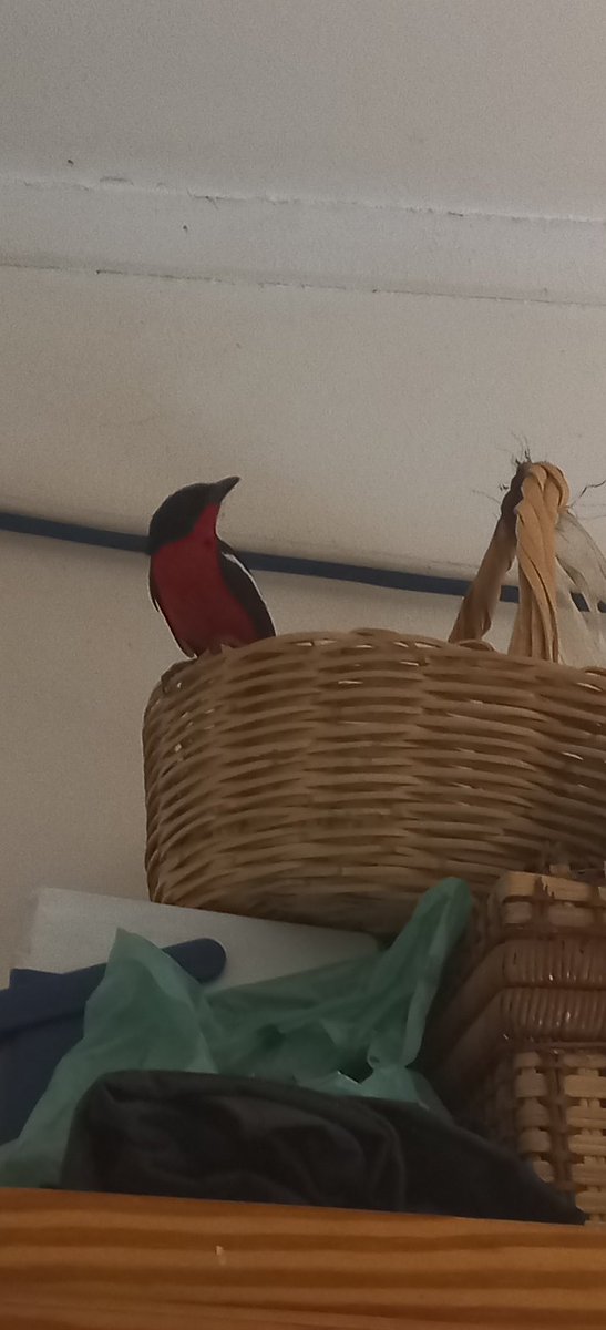 KameelAnd's tweet photo. Ons besoekertjie maak hom tuis in die huis so op n vrydag middag. 
#RouteR377 #Noordwes
#Kameelrustandvrede
#KameelZA
@deoudehuize https://t.co/nhPFHT85lu