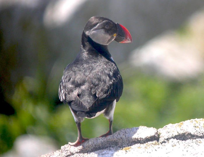 MUNMed's tweet photo. Are these both photos of the Atlantic #Puffin? @AndronowskiLab @cpawsnl @MemorialU @DeanMUNMed #MUNMedTakeover #MUNMed https://t.co/7HSJi5oTFf