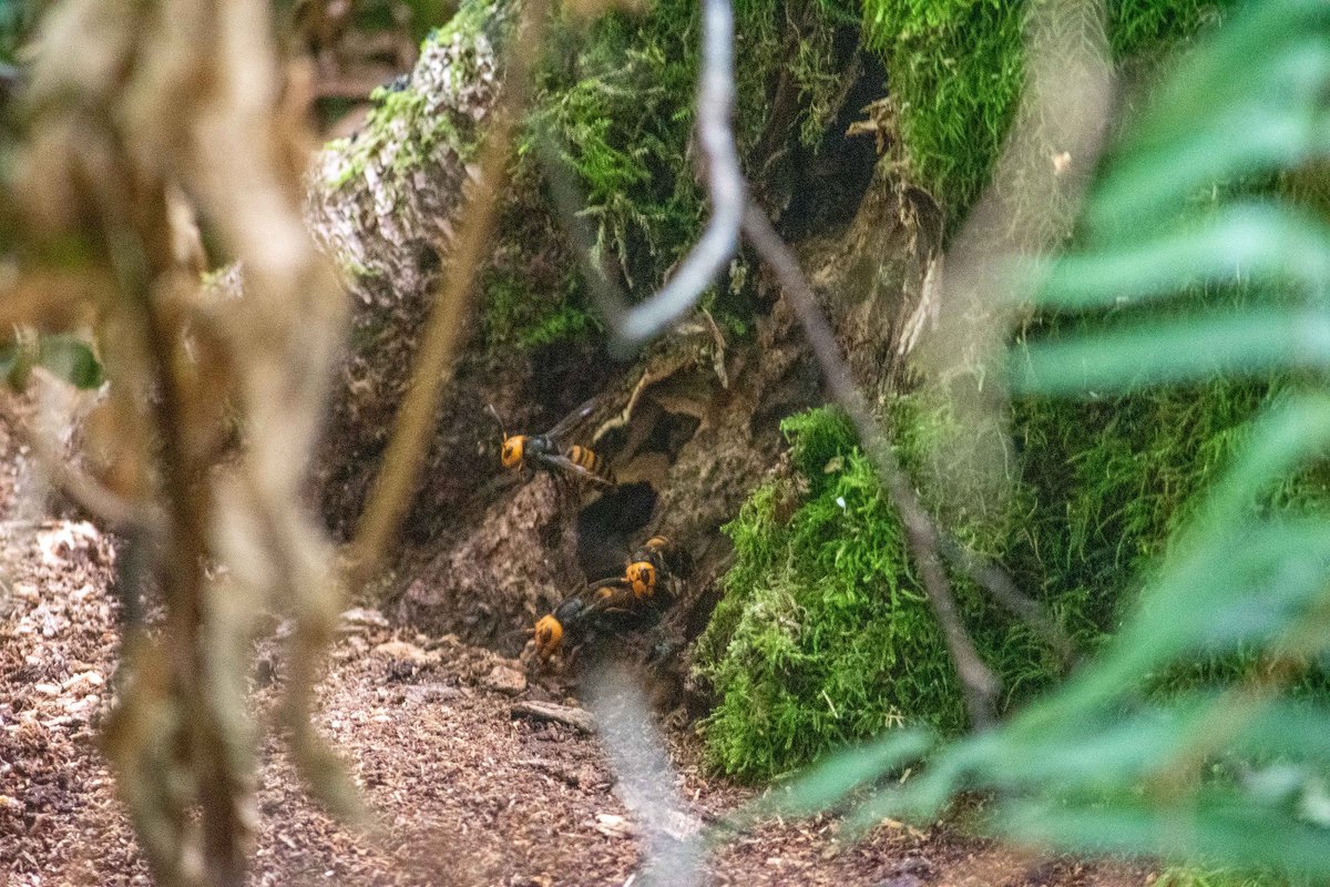 WAinvasives's tweet photo. As you head outside this weekend to check water, lights, and trees for pests during #AugustTreeCheckMonth don’t hesitate to submit a sighting report on our App! Thanks to a recent report, our friends at @WSDAgov have found the first Asian Giant Hornet nest of 2021! https://t.co/sveKQ3fBSL
