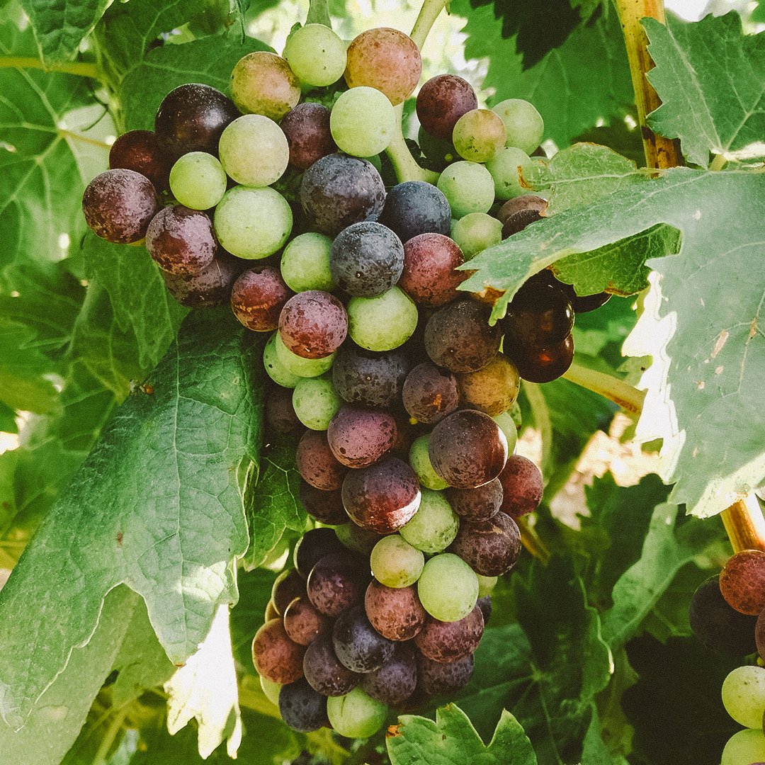 Last week we showed you how the tempranillo variety grapes began to ripen, after a few days we have it at more than 90% of color. Soon it'll be ready for harvest. Where will these grape beans go?