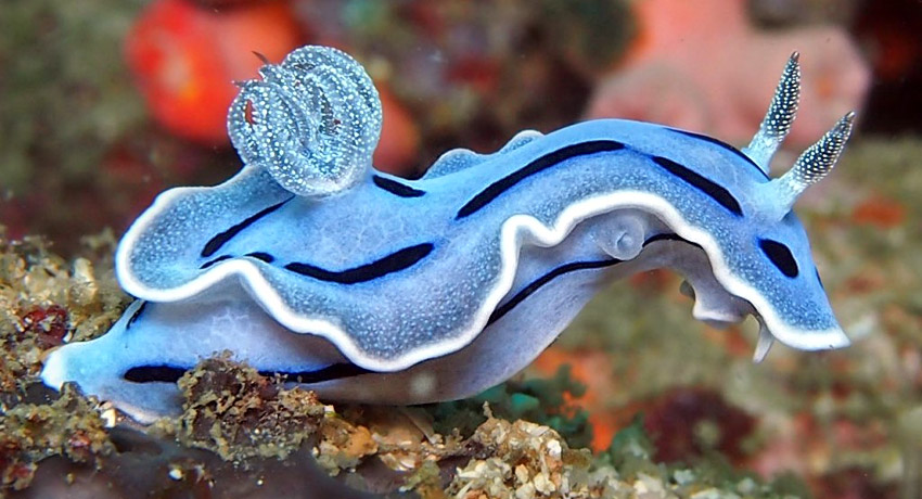 ¿Sabías Qué? tweet media