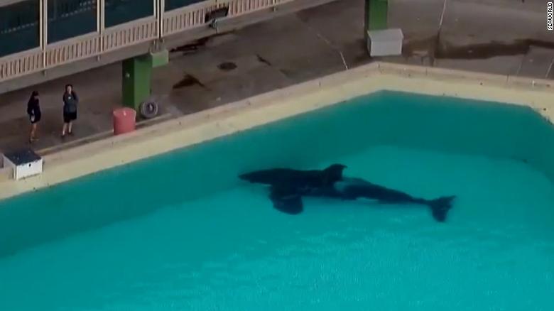 cestassezfrance's tweet photo. 🔴 L'orque Amaya est décédée au SeaWorld de San Diego. 🔴 

D'après le delphinarium, cette orque de 6 ans serait tombée malade le 18 Aout et serait morte très rapidement.

N'oublions pas qu'une orque en liberté peut atteindre les 90 ans, et en captivité rarement les 30 ans. https://t.co/lMO9nGLH2V