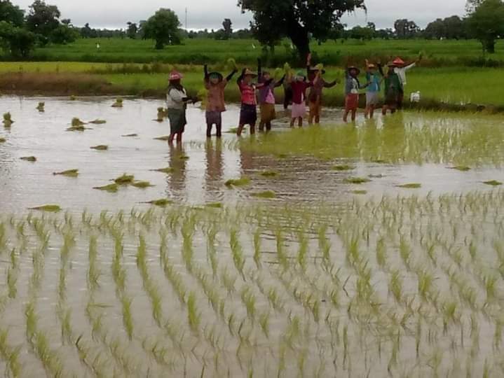 Anti-coup strike in Sagaing's Ye-U by pro-democracy farmers whilst farming.

#HelpMyanmar_RecognizeNUG
#Aug20Coup 
#WhatsHappeningInMyanmar