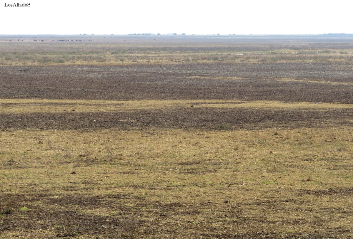 Seco, sin vegetación y con poco más que vacas.
Parece un campo bonaerense pero son los humedales del Paraná
Esta foto del amigo <a href="/LosAliadoS2/">LosAliadoS</a> refleja lo que pasa en buena parte de un ecosistema castigado por 20 meses de quemas, sequía y bajante histórica.
#LeyDeHumedalesYA