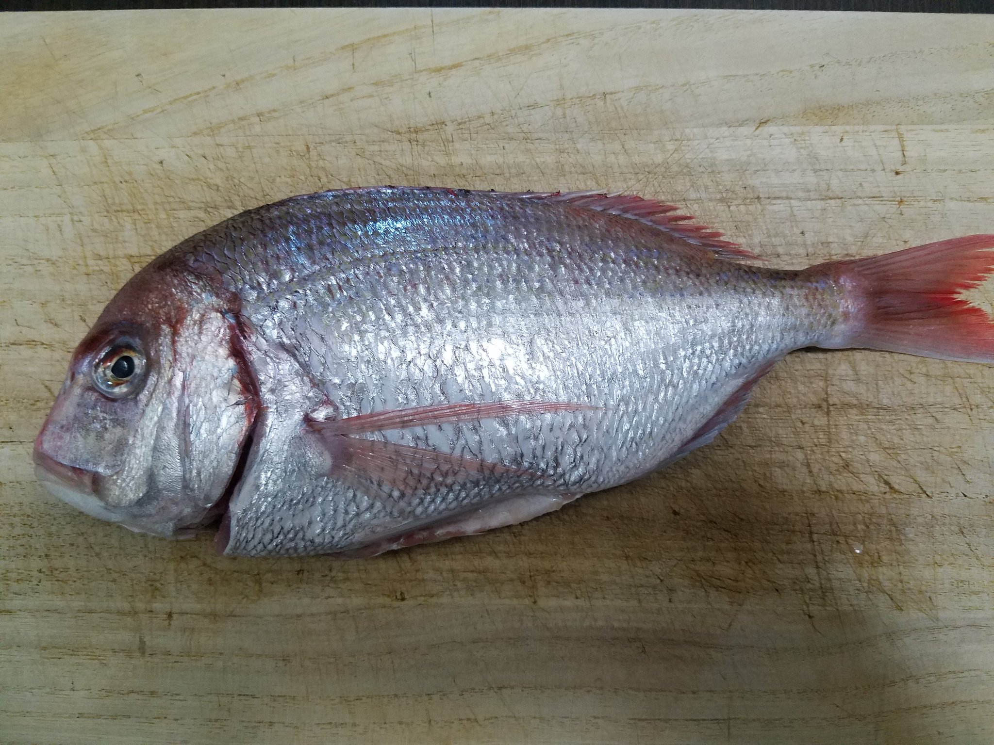 تويتر でぇ吟醸白田 على تويتر 花鯛の姿造りを作った 昨日の熟成黒ムツの刺身も 花鯛は皮目をガスバーナーで焼き霜に 真鯛と比較しても花鯛も美味しいと思う 熟成黒ムツは味濃厚 すばらし 呑めるねぇー おつまみ 家飲み 晩酌 お酒 日本酒 鯛 姿