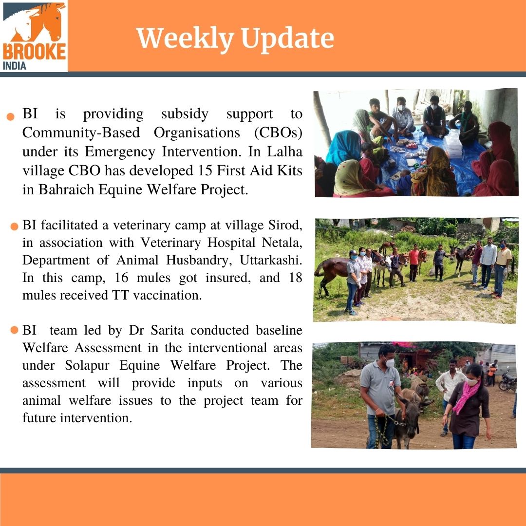 BrookeIndia1's tweet photo. BI's Weekly Update
#AnimalWelfare #Emergencysupport #firstaid #Pashudhan #vaccination #Animalhealth #OneHealth #veterinary #animalhusbandry #Compassionatehandling #horselover #donkeys #mules #Uttarakhand #Maharashtra #UttarPradesh
@TheBrooke https://t.co/KwaXM7EOe7