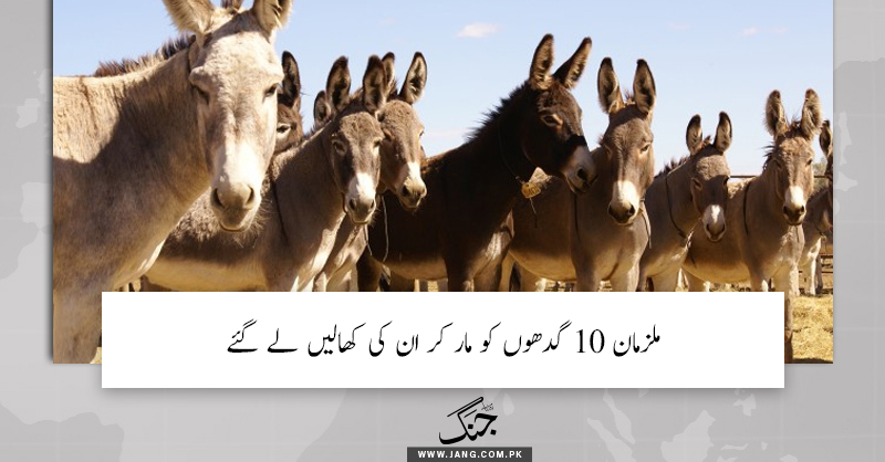 jang_akhbar's tweet photo. ملزمان 10 گدھوں کو مار کر ان کی کھالیں لے گئے

تفصیلات جانئے : https://t.co/JaxyqeNIeS

#DailyJang https://t.co/fUBaOUCxnb