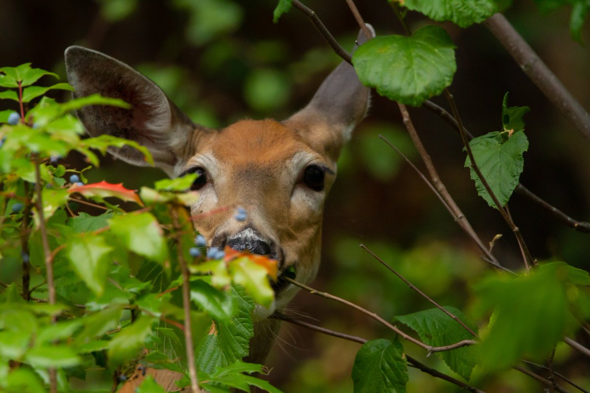 She was hiding behind the bush on the side of the road happy eating away. #nature #TwitterNatureCommunity #BBCWildlifePOTD #Deer #wildlifephotography #photography #twitterwildlife @IAmJodiHughes @natgeowild @NatGeoMag