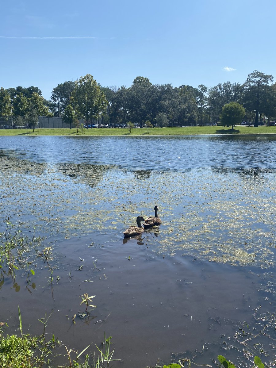 discgolfali's tweet photo. Quack https://t.co/4chsWfHMGv