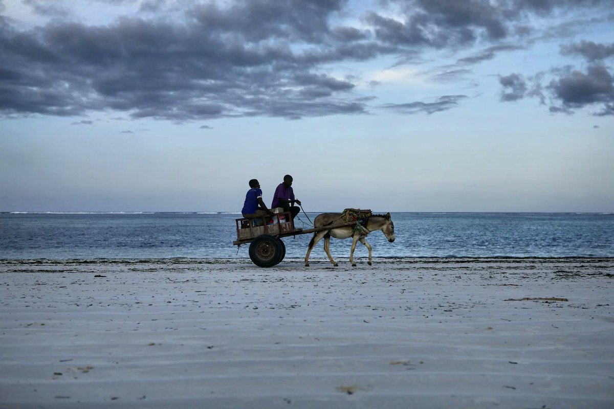 PySulem's tweet photo. #donkeycart #Matemwe #zanzibar https://t.co/ZY9kAyiVHi