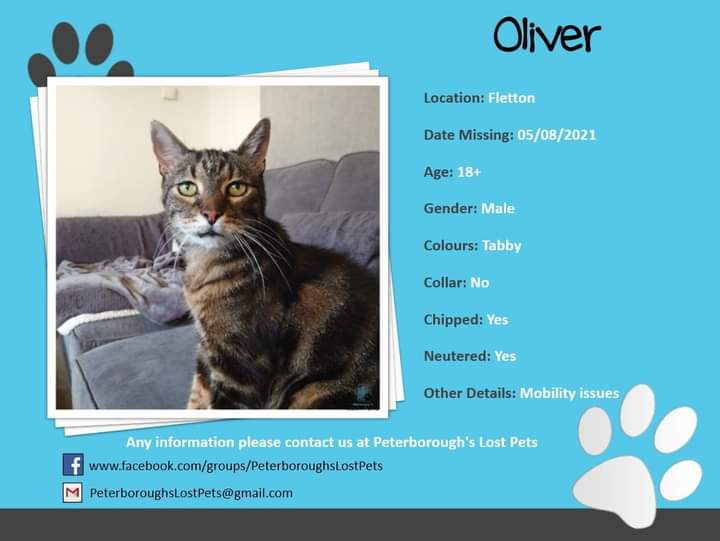 CatsMissing's tweet photo. 🆘🆘🆘#FindOliver 18 yr old Male Tabby #LostCat Vanished 5/8/21 Fletton Ave area #Peterborough #Cambridgeshire #PE2
⚠️This elderly gentleman is quite deaf &amp; doesn't have best mobility due to arthritis
Microchipped #ScanMe #MissingCatsUK
FB➡️https://t.co/xCQYXKru5m
@shannnnon123 https://t.co/NIfCiTwIkd