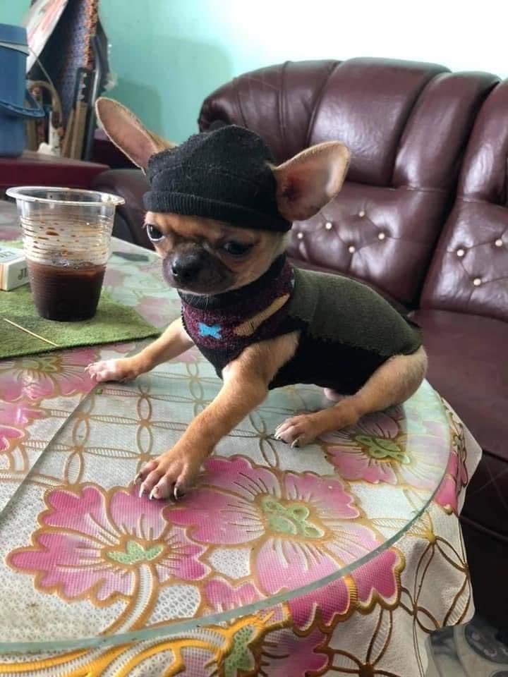 Ideas en 5 minutos 🐶🧦
LomitosSuavecitos.com