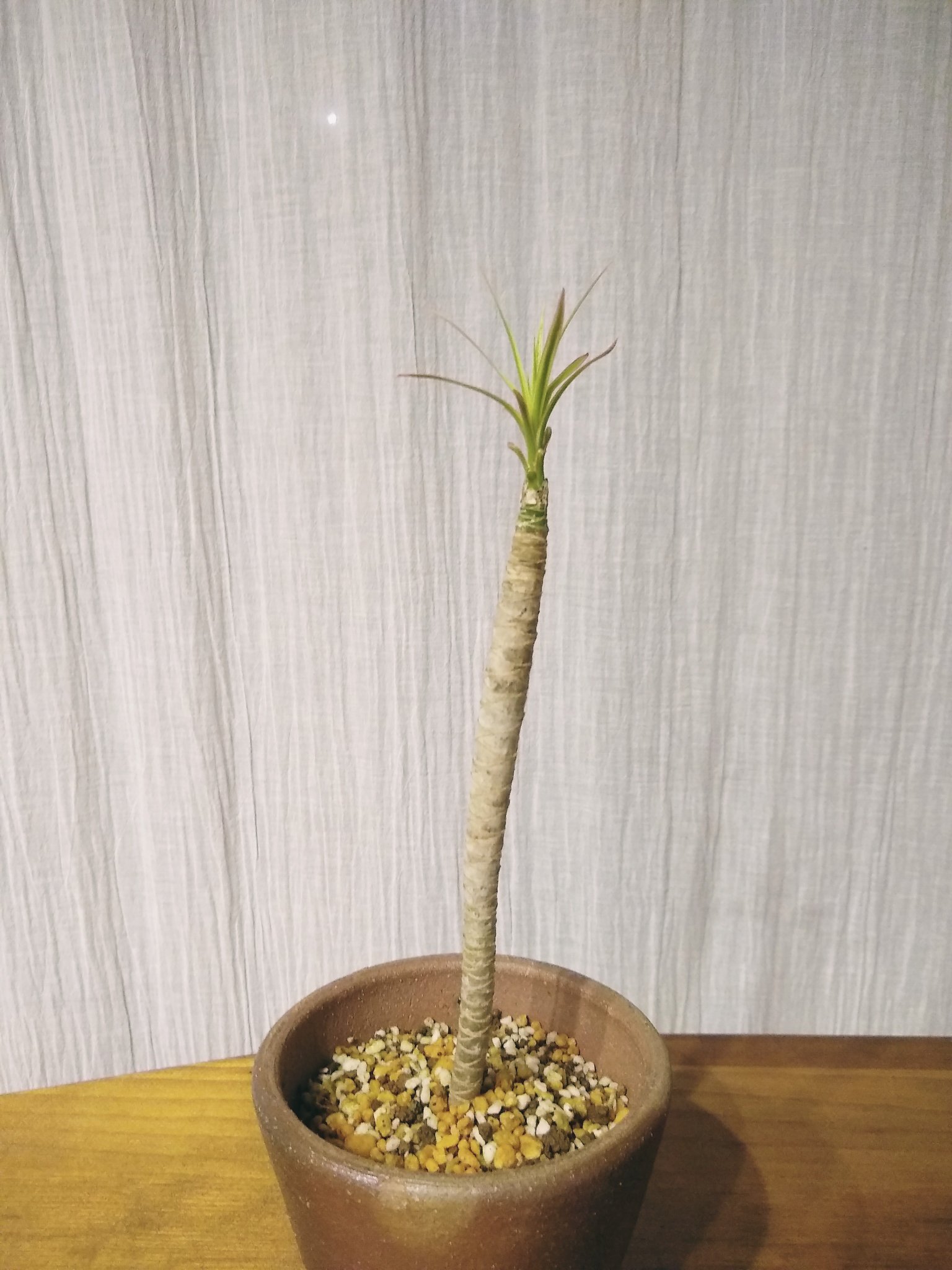 Lostage ちょっと前に鹿に食べられたとおぼしきドラセナコンシンネ 挿木していたものの葉が新しく伸びてきた ただ発根していなさそうなので 不思議ではある T Co Onkslixlyt Twitter