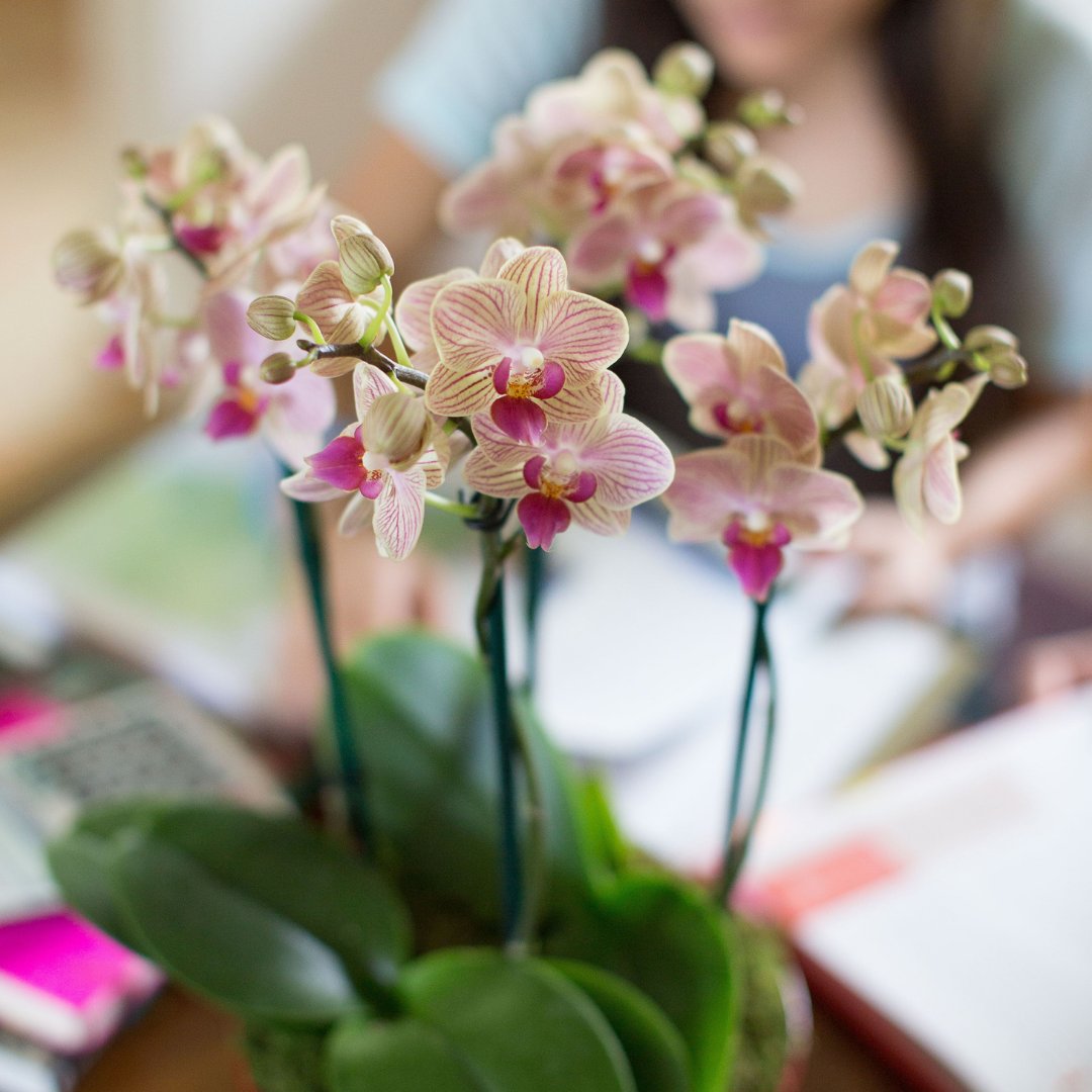 Comment bellow what does this orchid remind you of ? 💮☀️
 #orchidlover #orchidcollection