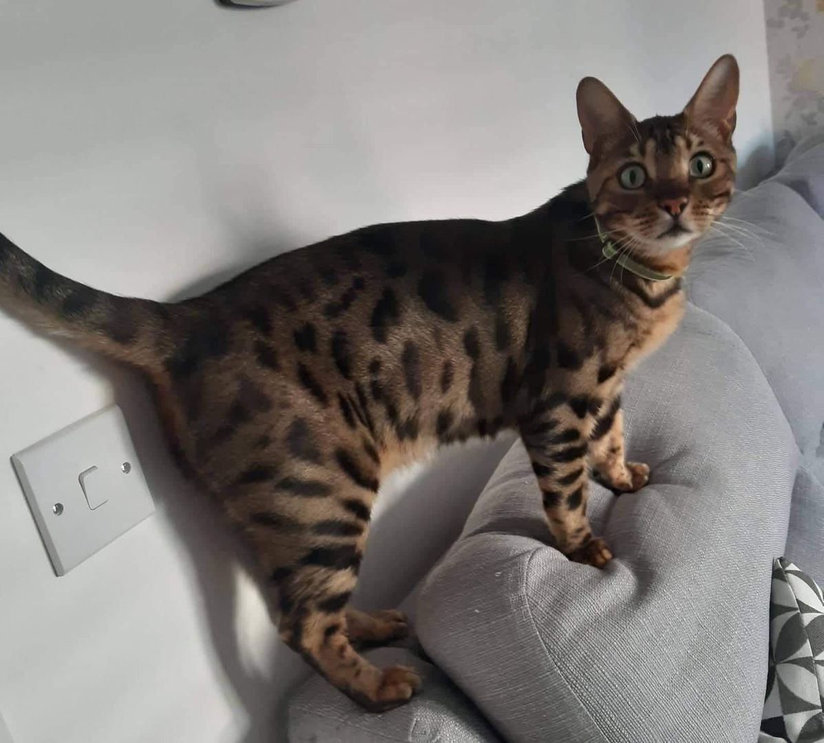 PittvillePets's tweet photo. Is it just me or does Oscar look like he's been up to no good? ๐คฃ #guiltycat https://t.co/9OWJPvddvE
