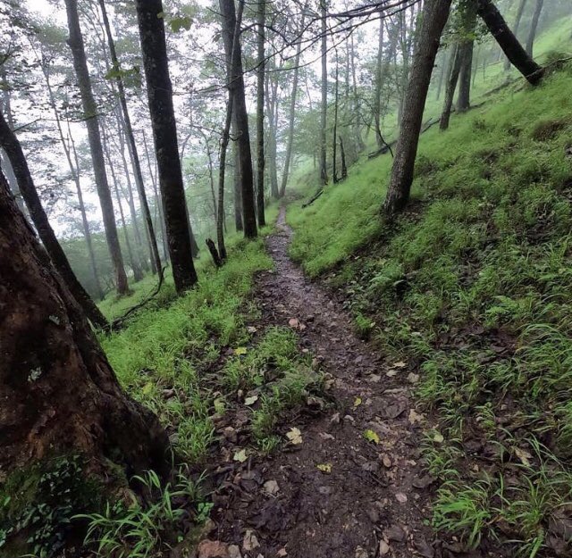 La magia del bosque 🌳 #PicosDeEuropa #lagosdecovadonga , buen fin de semana para todos. I