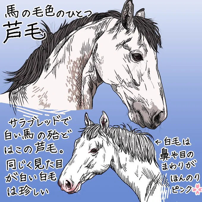 今回は芦毛のお話です。競馬場や放牧地でも目立ち、何より可愛いのでファンが多い毛色ですね😊
4枚目のイラストの右側の馬はジョッキ片手にいかにも先輩感を醸し出していますが、どちらも飲んでいるのは同じ人参ジュースです🥕
#馬 #イラスト 