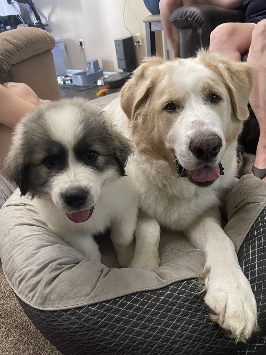 MekaZeth's tweet image. Sorry I haven’t been around. I’ve just been vibing. But we got a new puppy check him out. He is a Great Pyrenees and his name is D’argo! :D