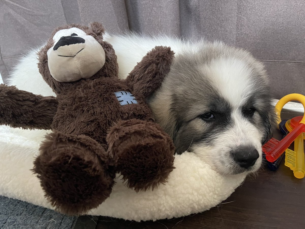 MekaZeth's tweet image. Sorry I haven’t been around. I’ve just been vibing. But we got a new puppy check him out. He is a Great Pyrenees and his name is D’argo! :D