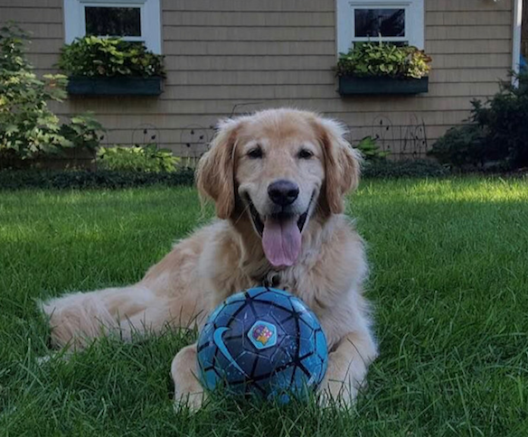 INOCGLOBAL's tweet photo. In honor of National Dog Month, @INOCGLOBAL employees are celebrating their beloved dogs.

Cooper, Golden Retriever (Owner: Tom Hempel, Director of Partner Development)

Cooper embodies INOC's Core Value of #accountability as he is always ready for new challenges. https://t.co/n3eo24jdvS