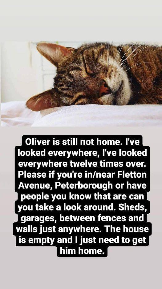 CatsMissing's tweet photo. 🆘🆘🆘#FindOliver 18 yr old Male Tabby #LostCat Vanished 5/8/21 Fletton Ave area #Peterborough #Cambridgeshire #PE2
⚠️This elderly gentleman is quite deaf &amp; doesn't have best mobility due to arthritis
Microchipped #ScanMe #MissingCatsUK
FB➡️https://t.co/xCQYXKru5m
@shannnnon123 https://t.co/NIfCiTwIkd