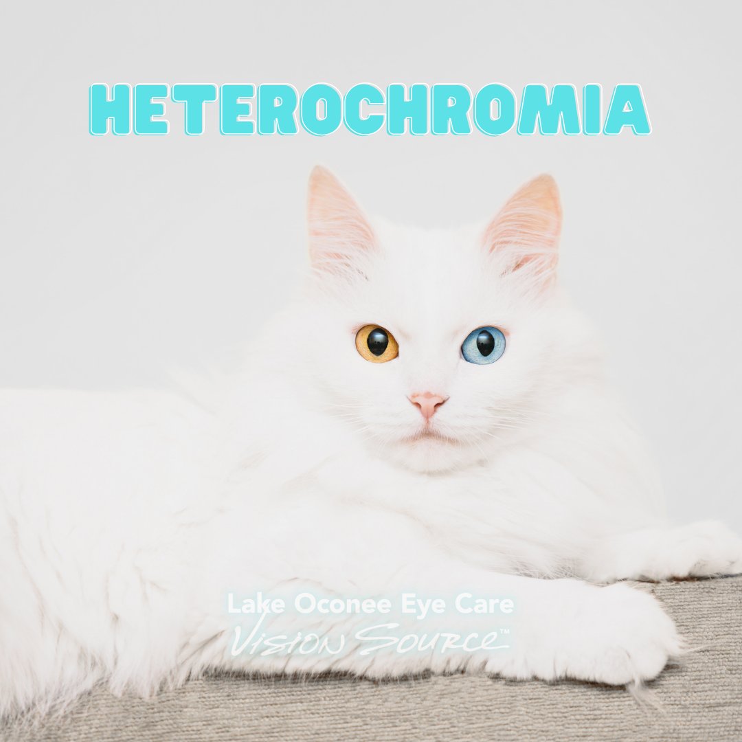 LakeOconeeEyes's tweet photo. Heterochromia is the medical term for having two different colored eyes!🤩
.
.
.
#LOEC #LakeOconeeEyeCare #LakeOconee #Greensboro #LakeCountry #Eye #EyeCare #VisionSource #Optometry #TheSunCenterLOEC https://t.co/sbdbk6Ew1o