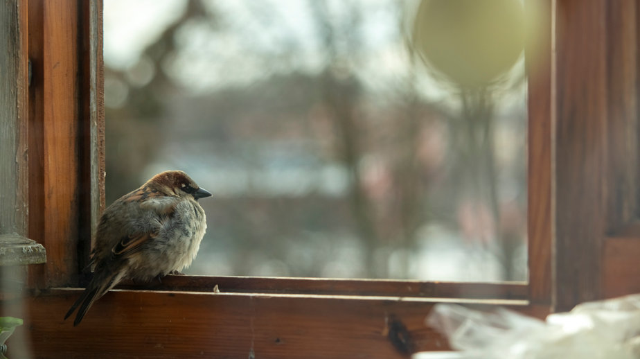 thewritingghost's tweet photo. Sometimes you're writing, ready to finish that last paragraph with a bang, and all of the sudden a little bird sits on your window. At least the birdie is keeping me company while I wave that train of thought goodbye...
#thewritingghost #distractions #writing #OrAmI https://t.co/6xw4PTetCD