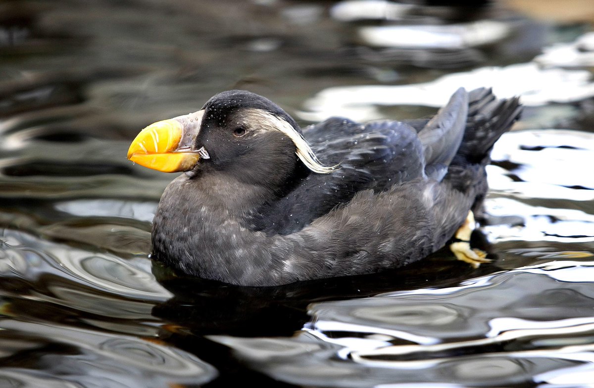 MUNMed's tweet photo. #Puffins are characterized by their bright colourful bills. However, they aren’t always so colourful! After breeding season, they shed the outer part of their bill leaving a smaller less colourful one. 1 & 2 - Atlantic Puffin. 3 & 4 - Tufted Puffin. #MUNMed #MUNMedTakeover https://t.co/0iVrilmmrk