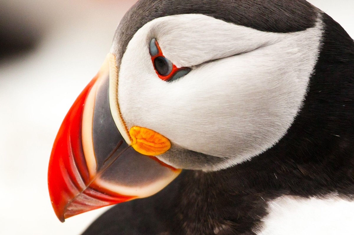 MUNMed's tweet photo. #Puffins are characterized by their bright colourful bills. However, they aren’t always so colourful! After breeding season, they shed the outer part of their bill leaving a smaller less colourful one. 1 & 2 - Atlantic Puffin. 3 & 4 - Tufted Puffin. #MUNMed #MUNMedTakeover https://t.co/0iVrilmmrk
