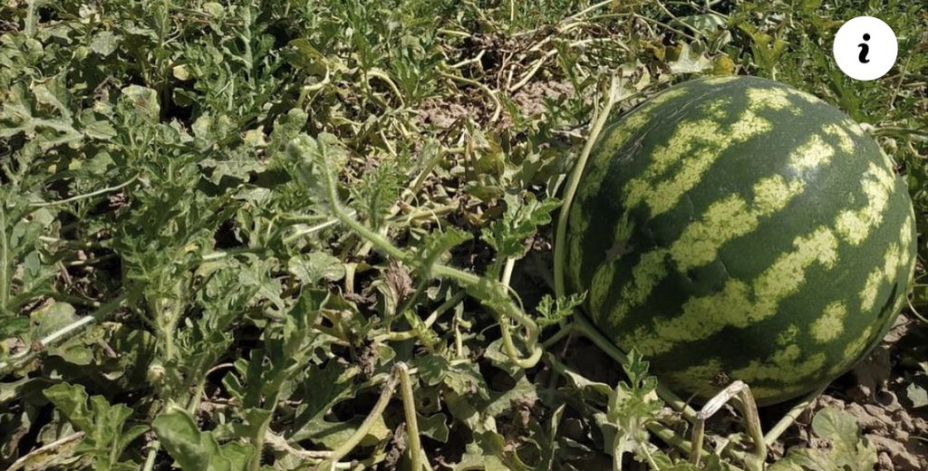 дынная бахча. что такое бахча. поле с арбузами. что такое бахча. бахча арбузов в россии.